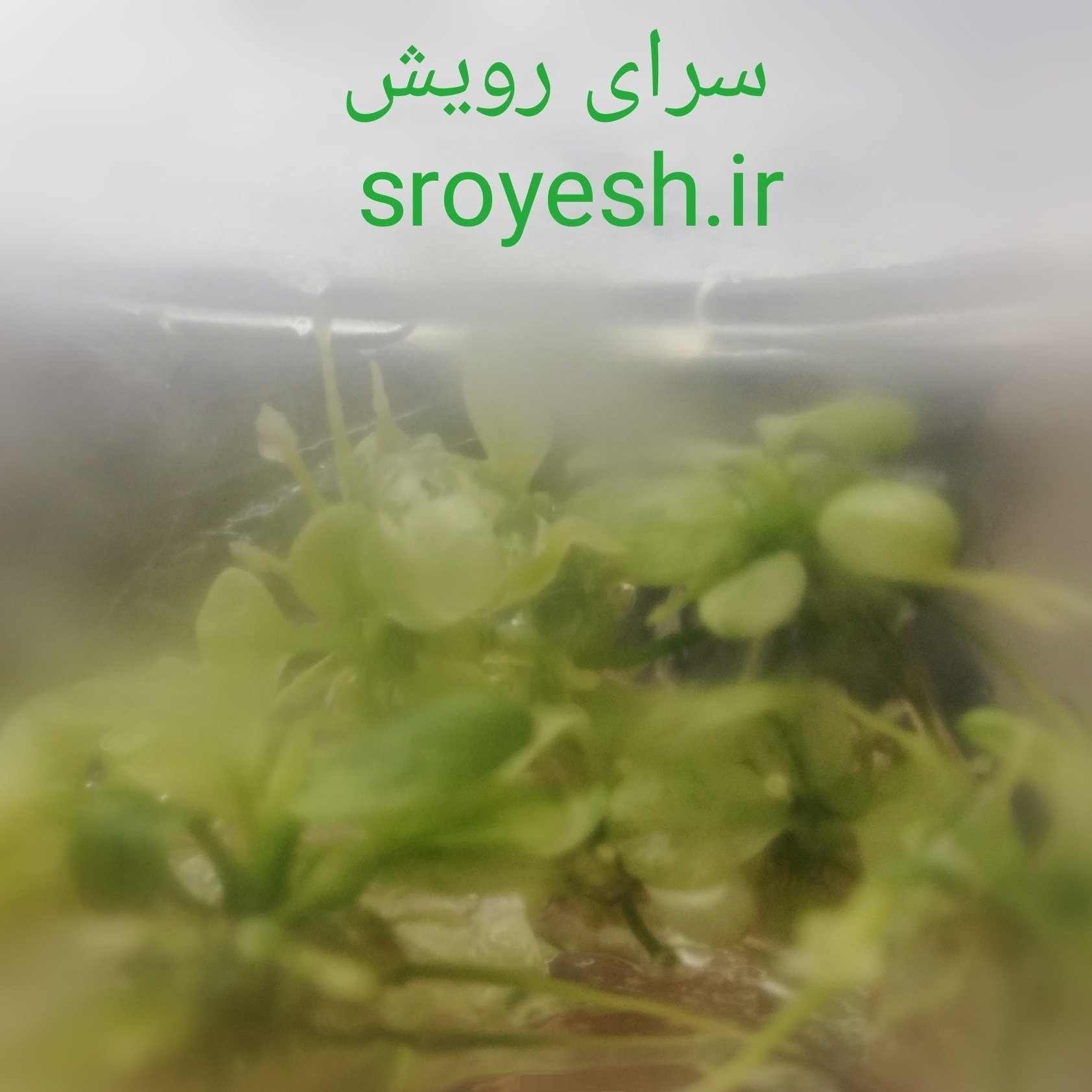 آنوبیاس نانا وایت