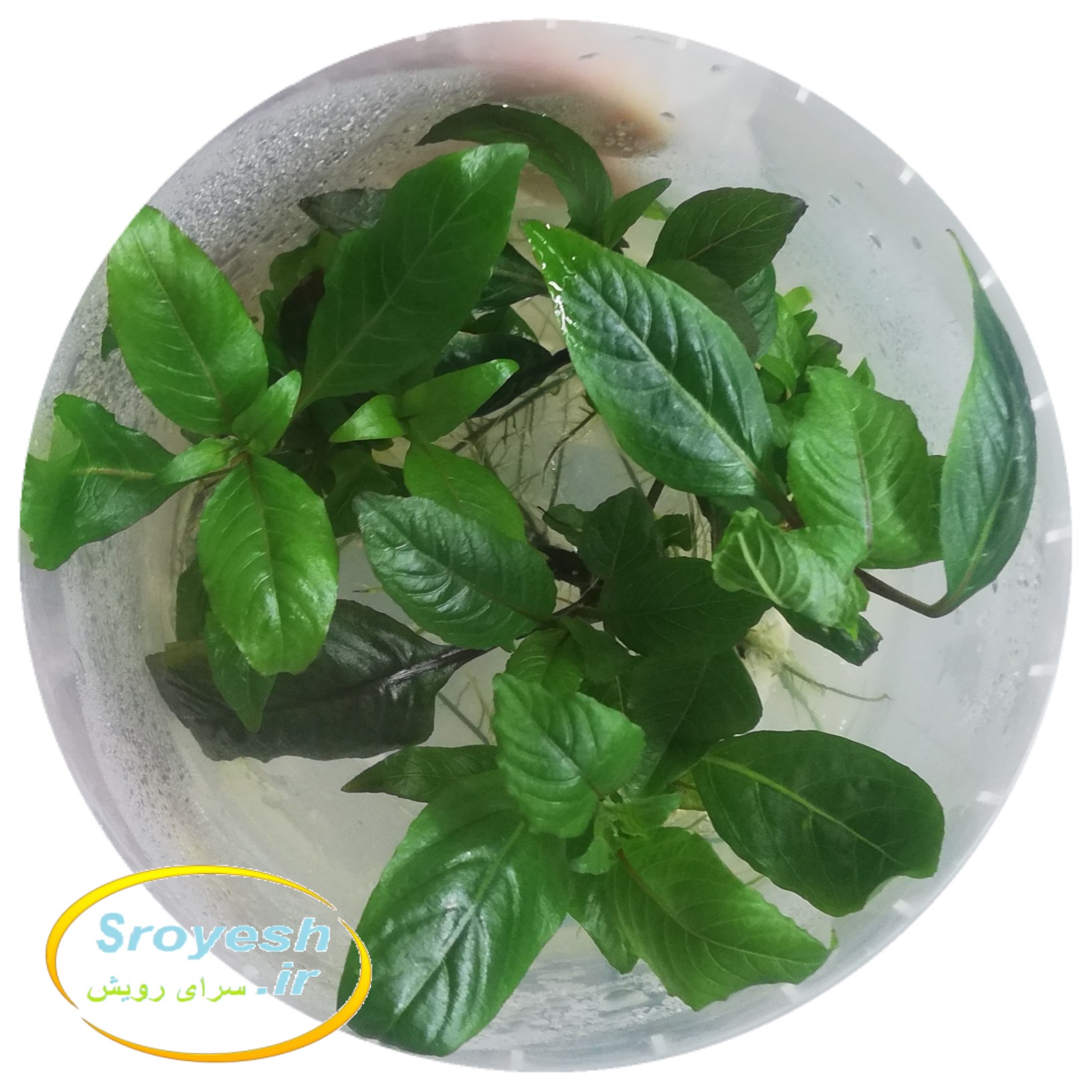 گیاه آکواریومی برگ سیبی