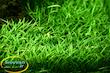  لیلائوپسیس برزیلینسیس Lilaeopsis brasiliensis
