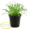  لیلائوپسیس برزیلینسیس Lilaeopsis brasiliensis