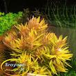 نسائه پدیسیلاتا طلایی Nesaea Pedicellata Golden