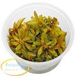 نسائه پدیسیلاتا طلایی Nesaea Pedicellata Golden