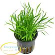  لیلائوپسیس برزیلینسیس Lilaeopsis brasiliensis