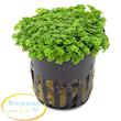 همیانتوس (چمن کوبایی) Hemianthus Callitrichoides Cuba