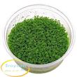 همیانتوس کوبایی  Hemianthus Callitrichoides Cuba