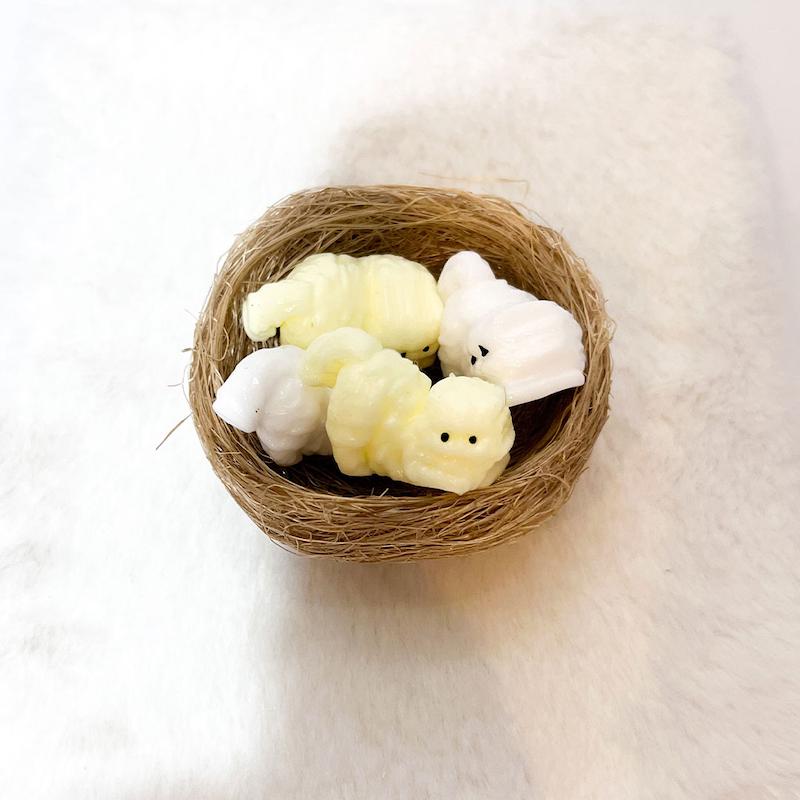 اسکوییشی گربه 