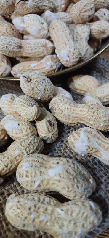 بادام زمینی غلاف دار/بادام زمینی آستانه 