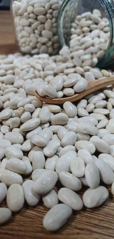 لوبیا سفید خمین