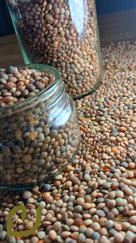عدس ارگانیک(دیم).