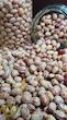 لوبیا چیتی زنجان/Pinto Bean