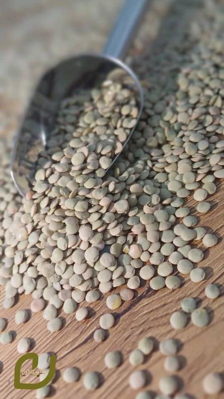 عدس زنجان/Zanjan Lentils