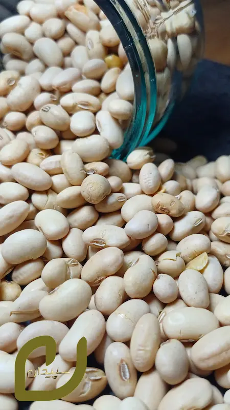 سویا آجیلی سپیدان/Soybeans nuts