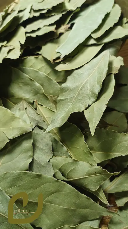 برگ بو سپیدان /Bo leaf