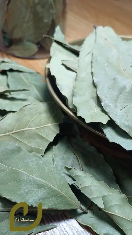برگ بو سپیدان /Bo leaf