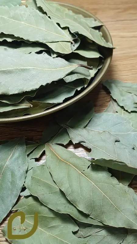 برگ بو سپیدان /Bo leaf