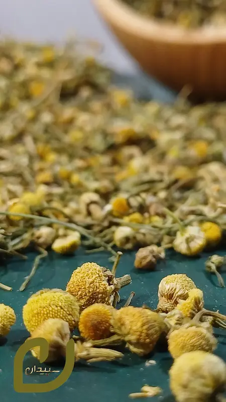 گل بابونه شیرازی سپیدان /shirazi chamomile flower