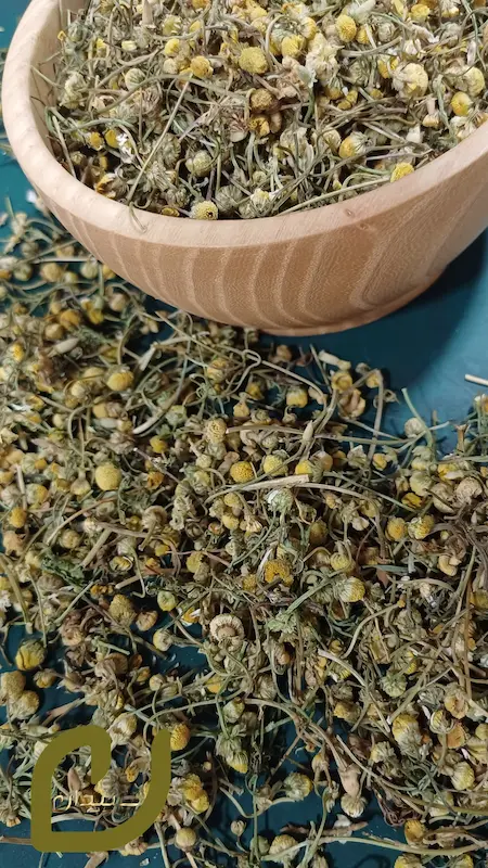گل بابونه شیرازی سپیدان /shirazi chamomile flower