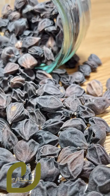 سپستان /Sepastan