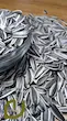 تخمه آفتاب‌گردان خام سپیدان /Raw sunflower seeds