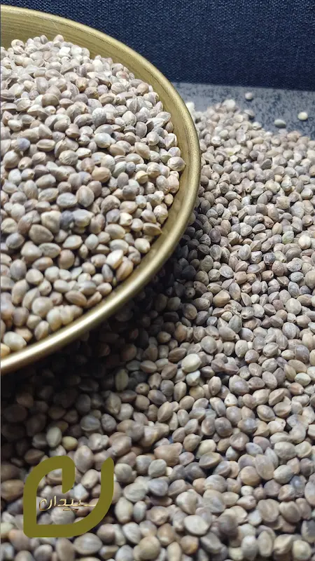 شاهدانه برشته/roasted hemp seeds
