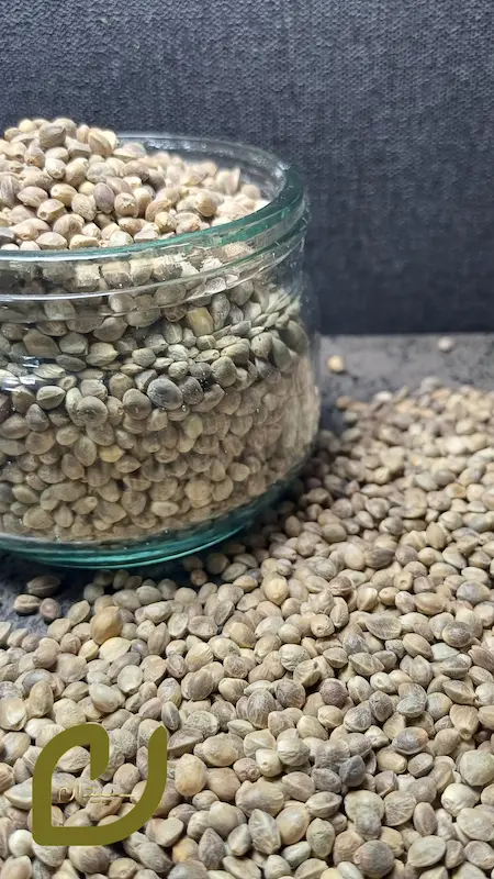 شاهدانه خام 