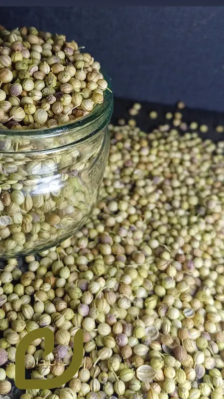 تخم گشنیز سپیدان /(coriander seeds).
