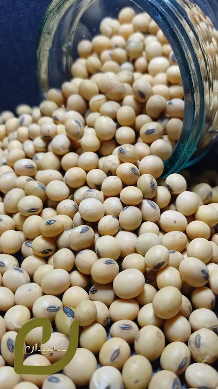 سویا خام سپیدان/ Raw soybeans