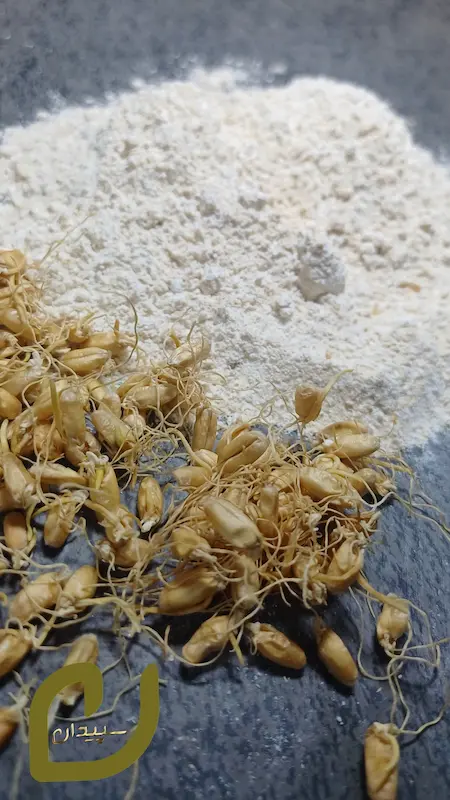 آرد جوانه گندم دیم کرمانشاه /Wheat germ flour