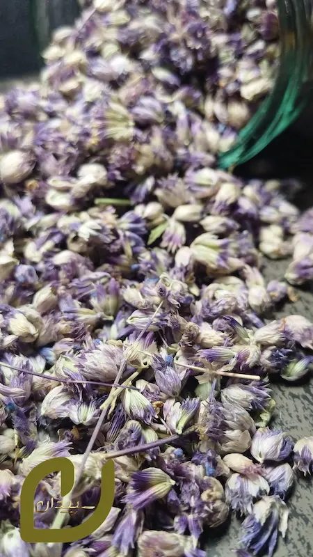 شکوفه بادرنجبویه سپیدان/ Lemon balm blossom