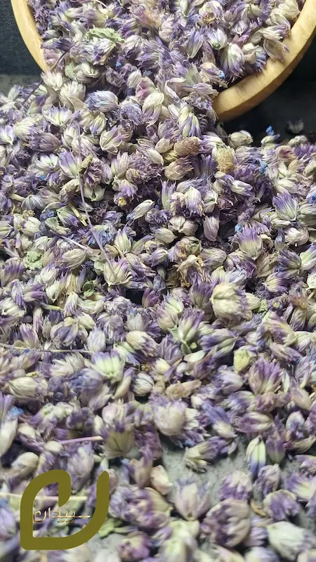 شکوفه بادرنجبویه سپیدان/ Lemon balm blossom