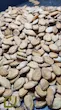 تخمه محبوبی خام ، rew watermelon seeds