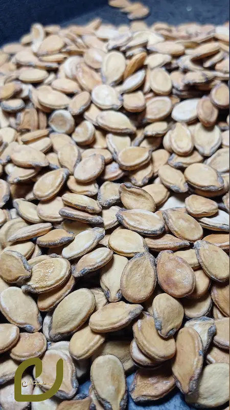 تخمه محبوبی خام ، rew watermelon seeds