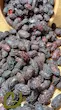 زغال اخته سپیدان