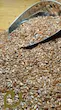 بذرکتان سپیدان /Flaxseed