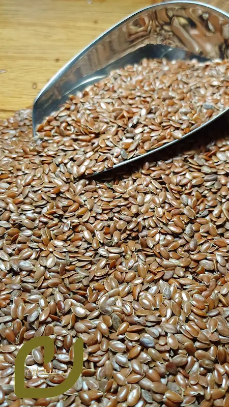 بذرکتان سپیدان /Flaxseed