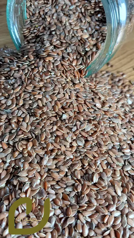 بذرکتان سپیدان /Flaxseed