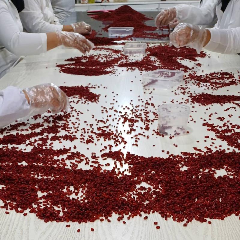 زرشک پفکی/Puffy Barberry