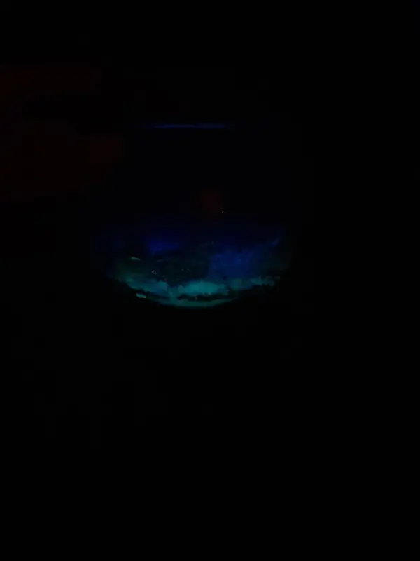شمع اوشن شب تاب