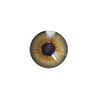 لنز چشم رنگی آی ریو (EYEREVE) شماره QUEEN HAZEL 14