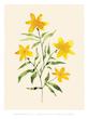  Daffodils Print