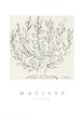Matisse - The Plane Tree Print