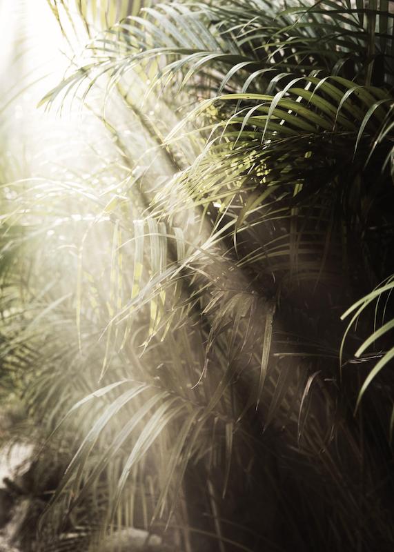 تابلو Hazy Palm Trees در دکوراسیون مدرن