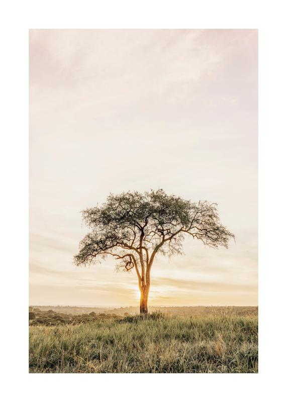 تابلو Acacia Tree