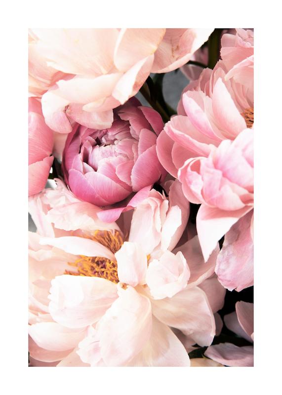 تابلو Pink Peonies No2 در دکوراسیون مدرن