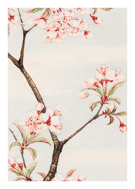 تابلو Megata Morikaga - Sakura Cherry در دکوراسیون مدرن