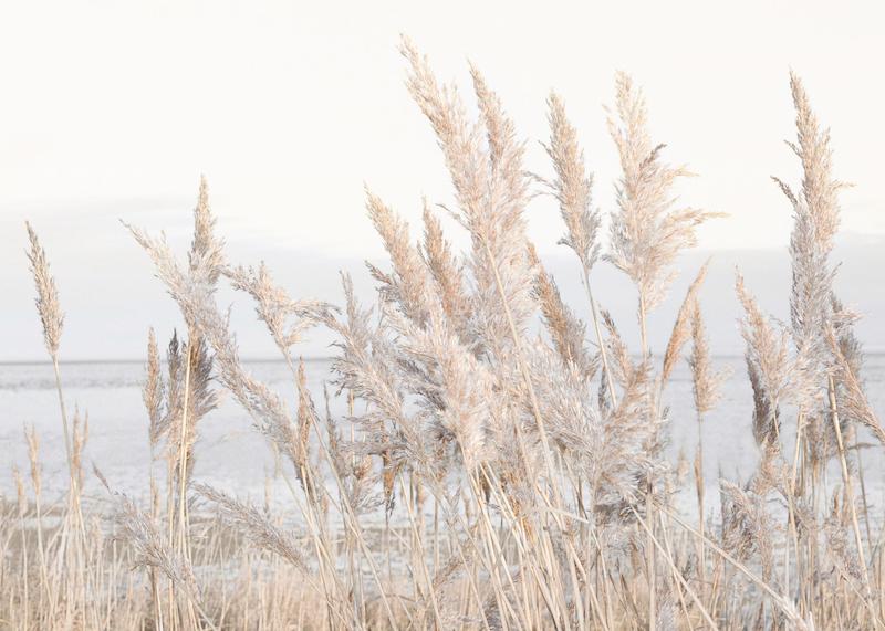 تابلو Reeds by the Sea در دکوراسیون مدرن