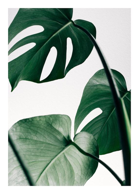 تابلو Monstera Three در دکوراسیون مدرن
