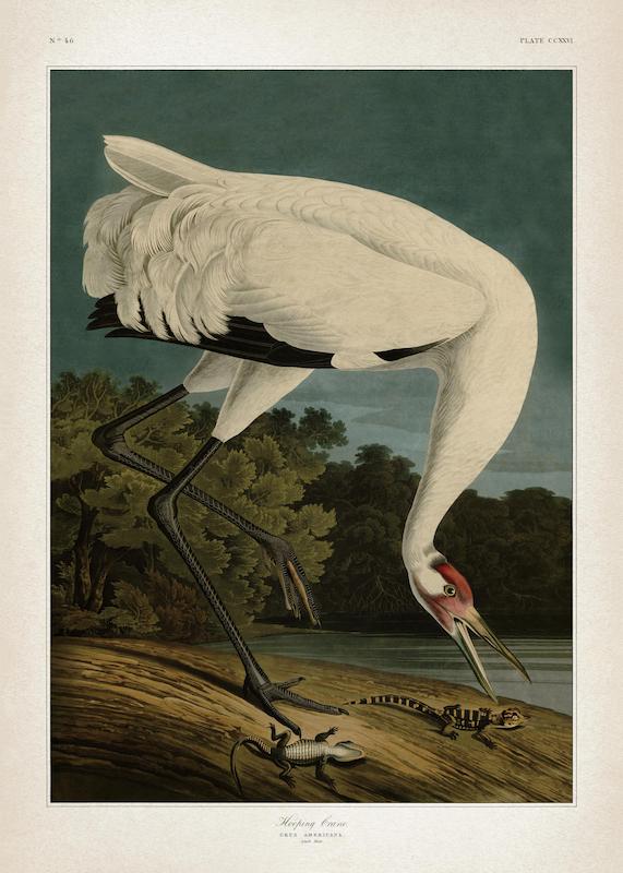 تابلو Whooping Crane
