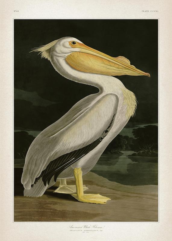 تابلو American White Pelican در دکوراسیون مدرن