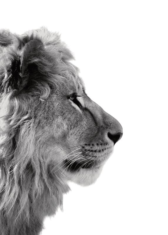 تابلو Lion From Side در دکوراسیون مدرن